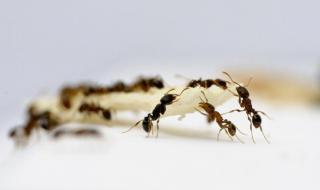 蚂蚁的生活习性有哪些 蚂蚁的生活习性